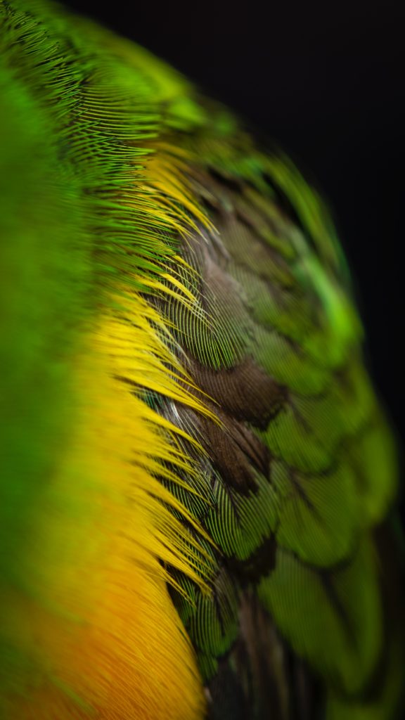 Image of a side of an animal with feathers